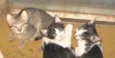 Gatinhos ADOTE!