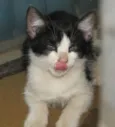 Gatinhos ADOTE!