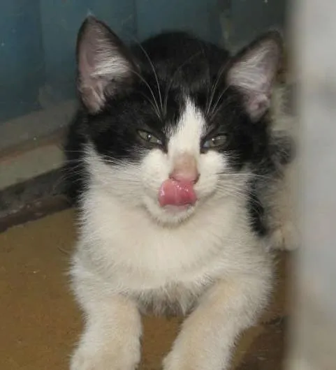 Gato ra a SRD idade 2 a 6 meses nome Gatinhos ADOTE!