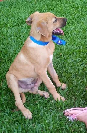 Cachorro ra a SRD idade 7 a 11 meses nome Fred