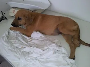 Cachorro ra a SRD idade 7 a 11 meses nome Fred