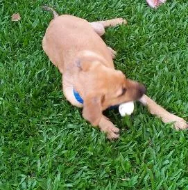 Cachorro ra a SRD idade 7 a 11 meses nome Fred