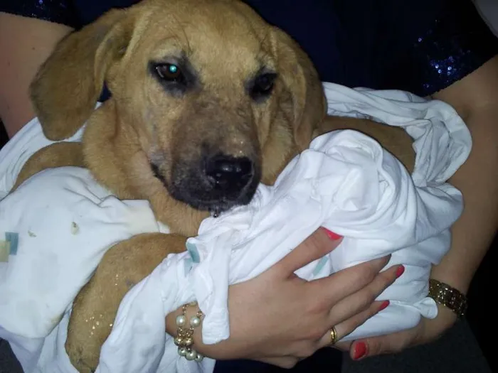Cachorro ra a SRD idade 7 a 11 meses nome Fred