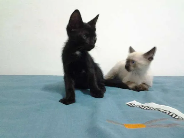 Gato raça SRD idade 2 a 6 meses nome Pipoca, Kirk, Tempe