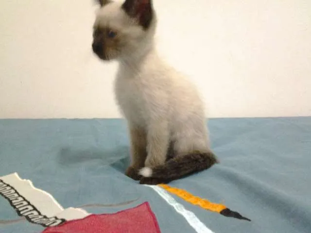 Gato raça SRD idade 2 a 6 meses nome Pipoca, Kirk, Tempe