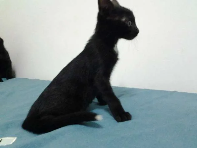 Gato raça SRD idade 2 a 6 meses nome Pipoca, Kirk, Tempe