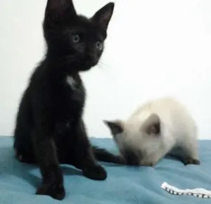 Gato raça SRD idade 2 a 6 meses nome Pipoca, Kirk, Tempe