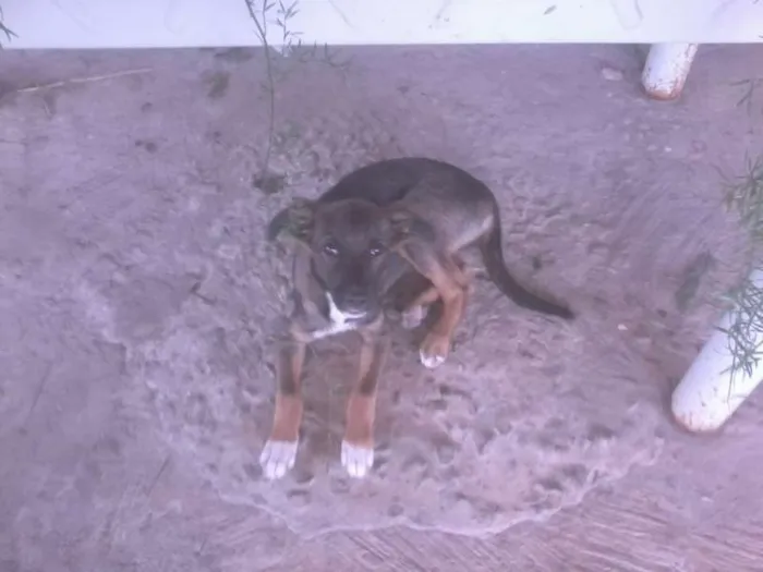 Cachorro raça Srd idade 2 a 6 meses nome Guliver