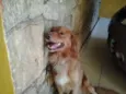 Russo
