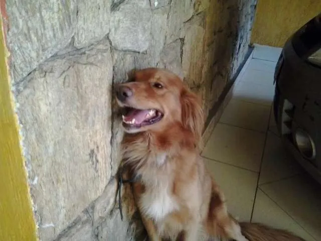 Cachorro ra a Golden idade 1 ano nome Russo