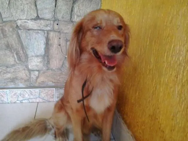 Cachorro ra a Golden idade 1 ano nome Russo
