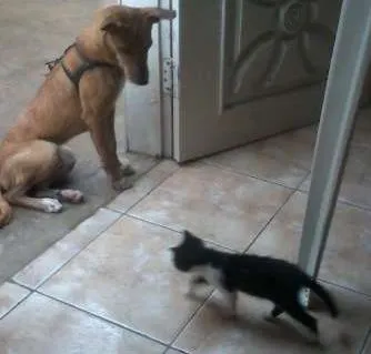 Cachorro ra a mistura idade 2 a 6 meses nome Lia