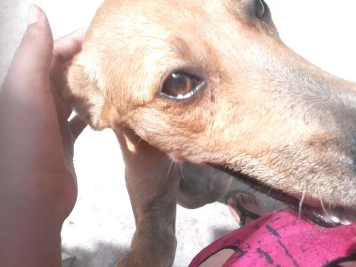 Cachorro ra a mistura idade 2 a 6 meses nome Lia