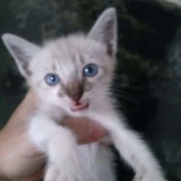 Gato raça Siamês idade Abaixo de 2 meses nome Lola