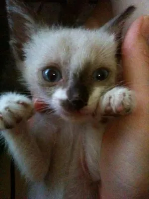 Gato raça Siamês idade Abaixo de 2 meses nome Lola