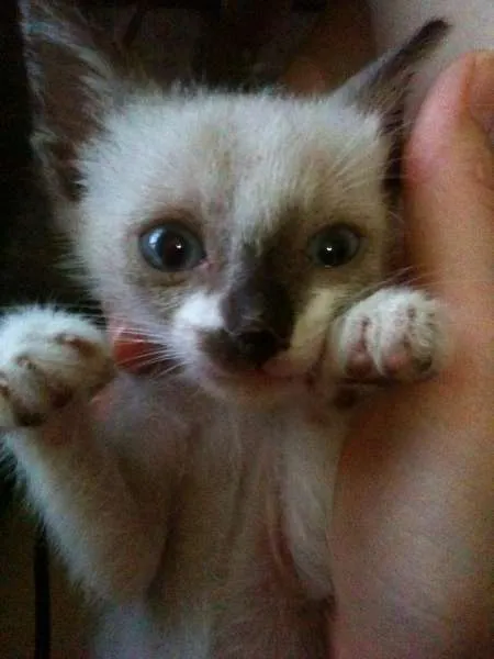 Gato raça Siamês idade Abaixo de 2 meses nome Lola