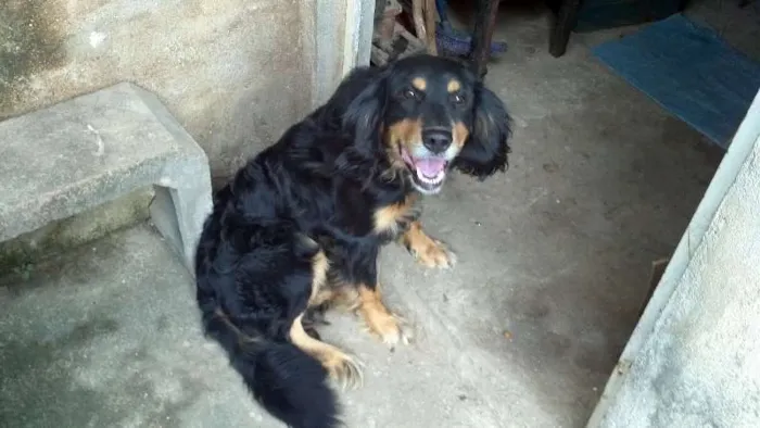 Cachorro ra a  idade 3 anos nome lobo