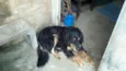 lobo