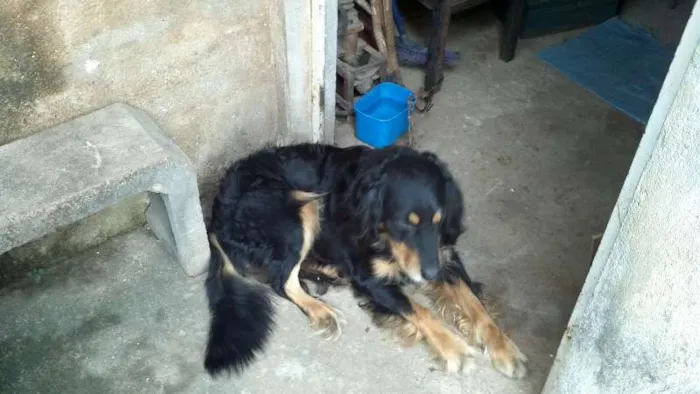 Cachorro ra a  idade 3 anos nome lobo