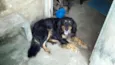 lobo