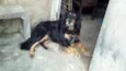 lobo