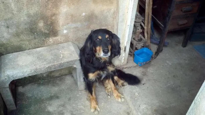 Cachorro ra a  idade 3 anos nome lobo