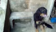 lobo