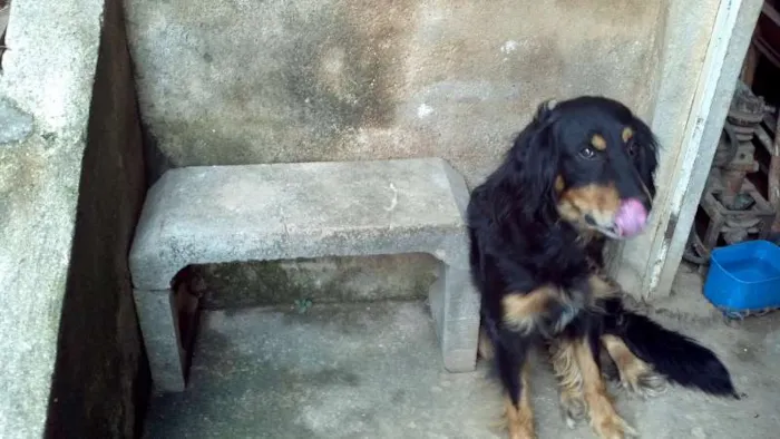Cachorro ra a  idade 3 anos nome lobo