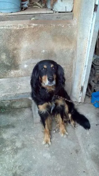 Cachorro ra a  idade 3 anos nome lobo