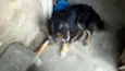 lobo