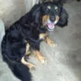 lobo