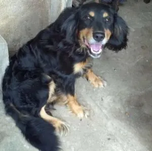 Cachorro raça  idade 3 anos nome lobo