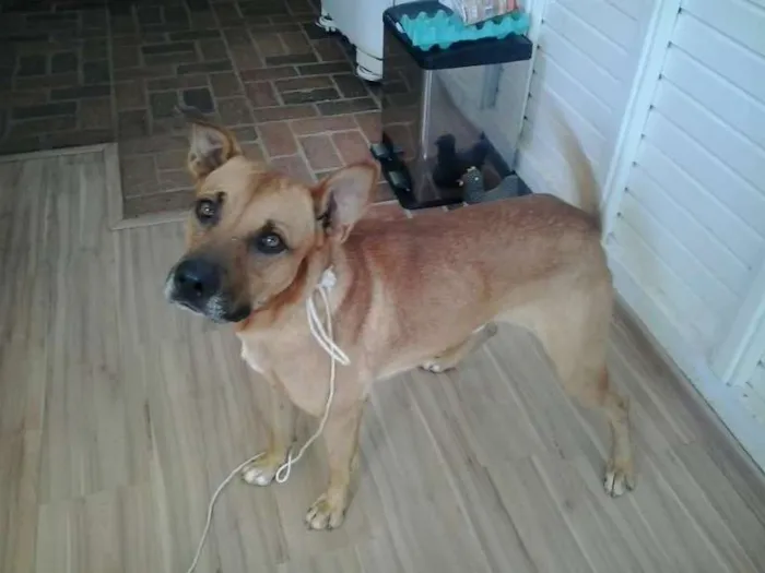 Cachorro ra a Mestiço boxer idade 2 anos nome Set