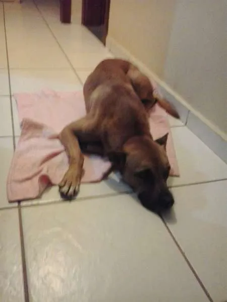 Cachorro ra a Mestiço boxer idade 2 anos nome Set