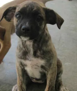 Cachorro raça mestiço foxpaulistinha com boxer idade 2 a 6 meses nome tigresa
