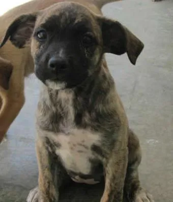 Cachorro raça mestiço foxpaulistinha com boxer idade 2 a 6 meses nome tigresa