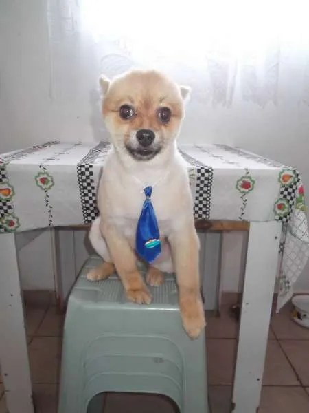 Cachorro ra a spitz alemão idade 1 ano nome Marley