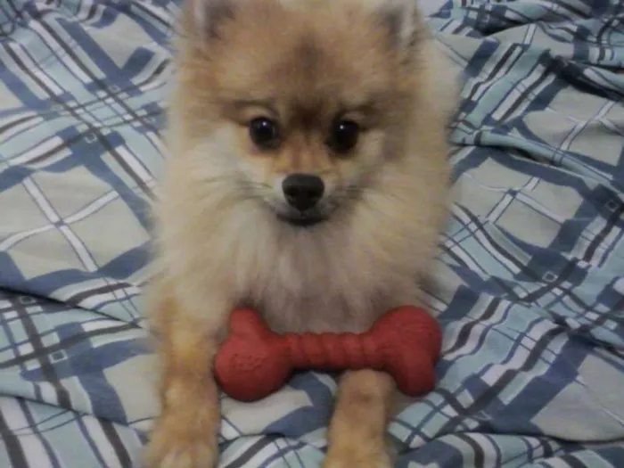 Cachorro ra a spitz alemão idade 1 ano nome Marley