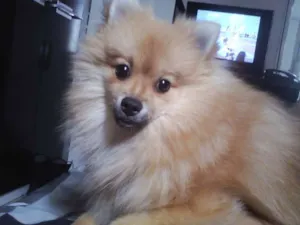 Cachorro raça spitz alemão idade 1 ano nome Marley