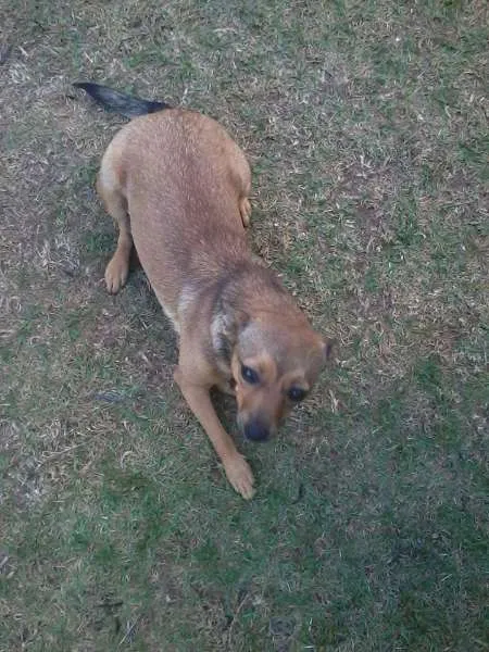 Cachorro ra a vira lata idade 1 ano nome chuva