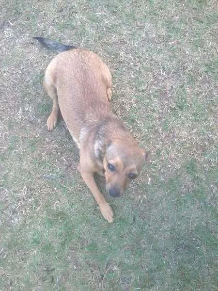 Cachorro ra a vira lata idade 1 ano nome chuva