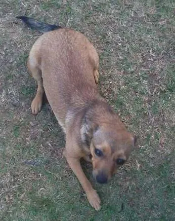 Cachorro ra a vira lata idade 1 ano nome chuva