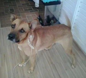 Cachorro raça Mestiço boxer idade 2 anos nome Set