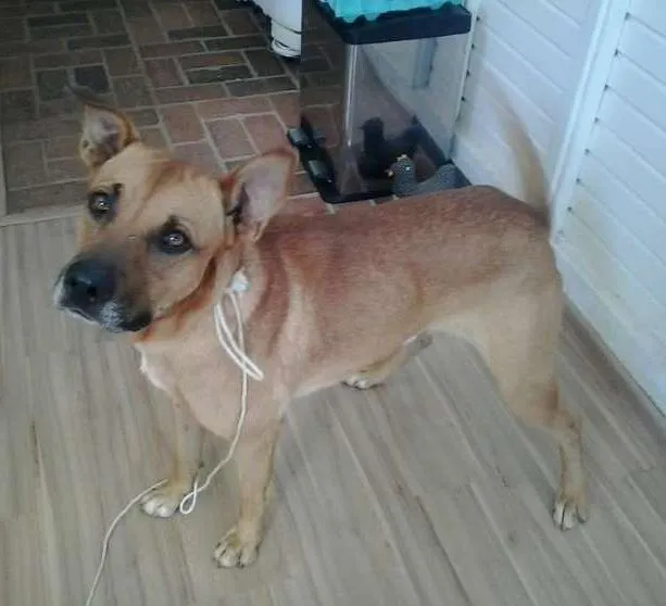 Cachorro ra a Mestiço boxer idade 2 anos nome Set