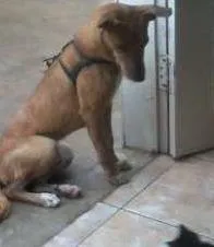 Cachorro ra a mistura idade 2 a 6 meses nome Lia