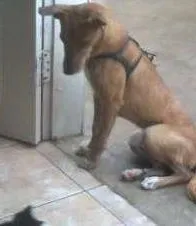 Cachorro raça mistura idade 2 a 6 meses nome Lia