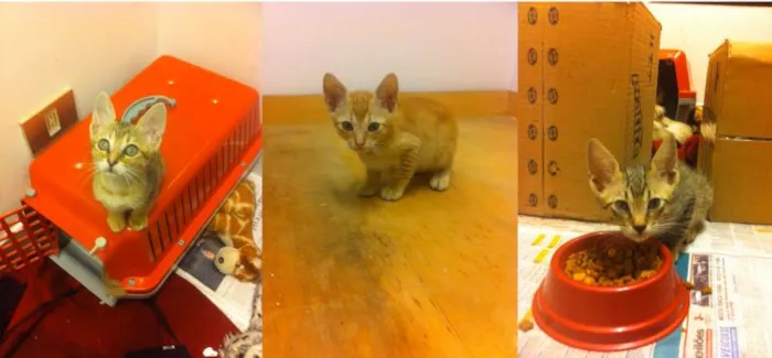 Gato ra a SRD idade 2 a 6 meses nome DO RÉ MI