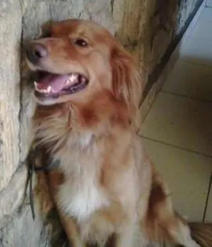 Cachorro raça Golden idade 1 ano nome Russo