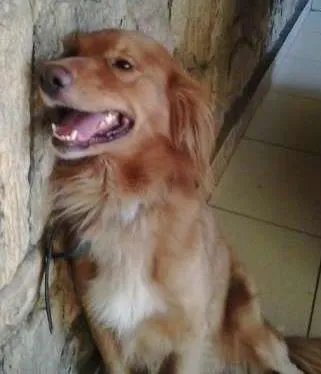 Cachorro ra a Golden idade 1 ano nome Russo