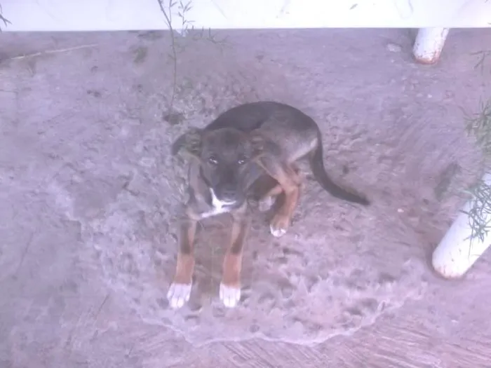 Cachorro raça Srd idade 2 a 6 meses nome Guliver